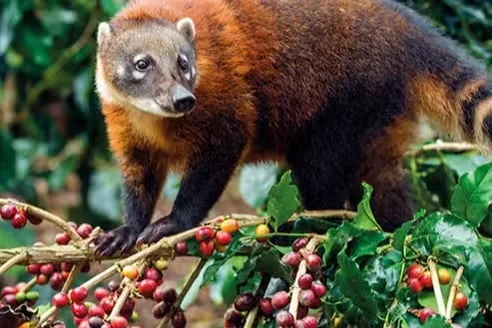 El Coatí en su Hábitat Natural - Café Especial VICTURH