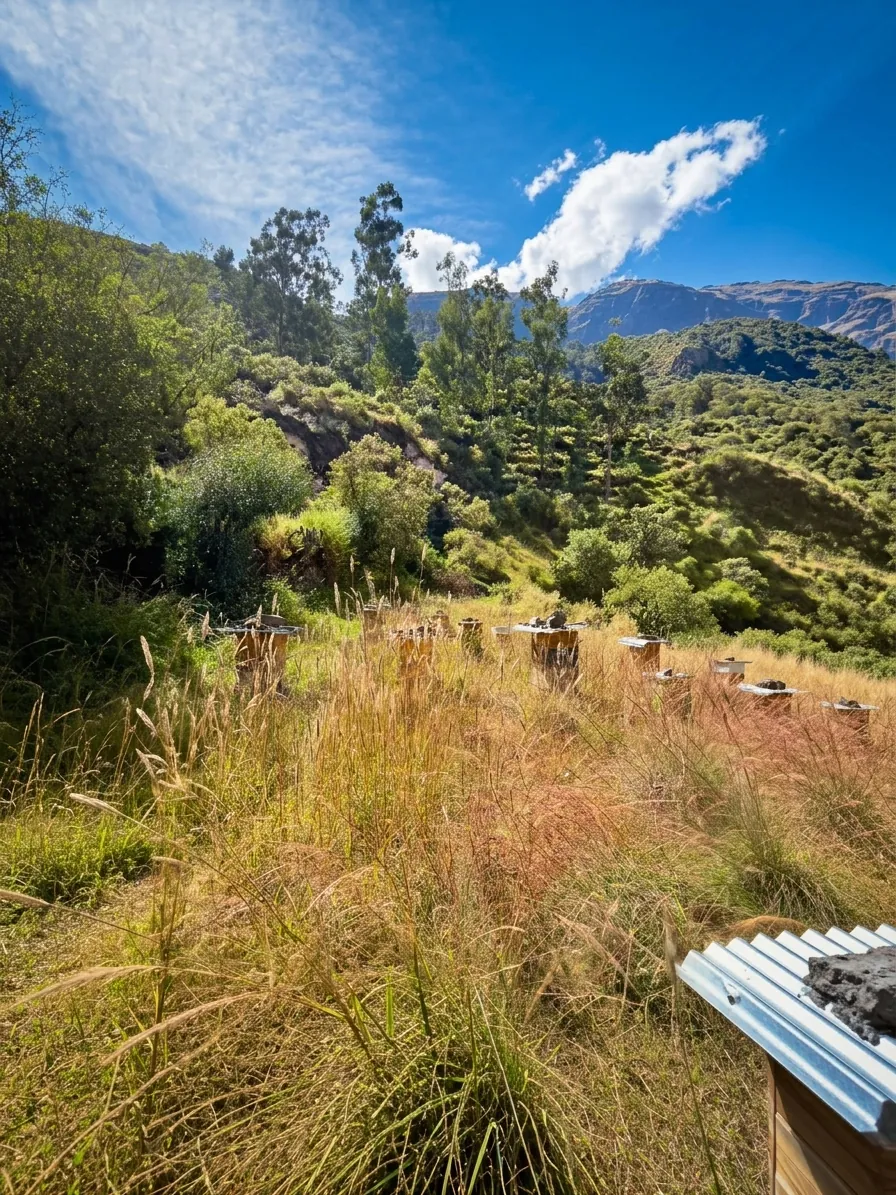 Apiarios en el Valle Andino - VICTURH